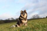 CHIEN FINNOIS DE LAPONIE 275